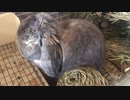 ウトウトなラビ君