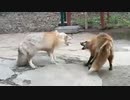 2021/05/02放送【30日目 宮城蔵王キツネ村】猫と車中泊　日本縦断　サイコロの旅　北海道にたどり着けるか？【旅猫あずき～保護猫から旅猫へ～】