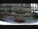 トレイルカメラで雀撮ってみた　20210502