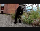 何を考えているか分からない黒子猫のクロ、覚醒なるか