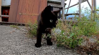 何を考えているか分からない黒子猫のクロ、覚醒なるか