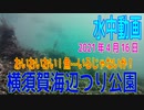 水中動画（2021年4月16日）in 横須賀海辺つり公園
