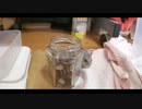 ハムスター飼いました。その117～2021年4月じゃないよ!!体重測定だよ!!～