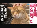 3年半迎えを待った元ボス猫がめっちゃスネる