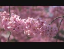 【トラック提供】ハルヨ、コイ【ニコラップ】