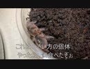 [餌食ったわぁ！！]タランチュラ飼育日記その１７１[ビバ天下泰平]