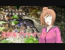 CeVIO自転車旅＃チャリたび宮古島探索編　来間島でヤシガニ探そう！