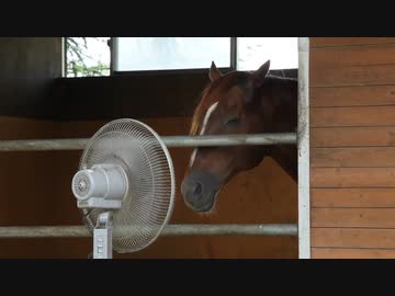 みんなと見る扇風機が好きなミホノブルボン