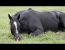 アグネスタキオンと見るお眠なマンハッタンカフェ