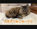 おねむなみーさん