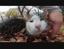散歩コースにいた野良猫にトントンしたらお尻を持ち上げる姿が可愛すぎる