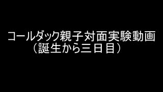 コールダック親子対面