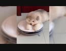 [爆笑]おもしろ動物2