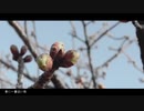 春に一番近い街/40mP 歌ってみたver.美少女A