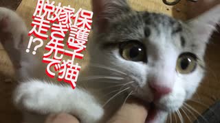 保護子猫、嫁ぎ先で脱走するも…