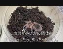 [あかん眠すぎる]タランチュラ飼育日記その１７２[社畜さん太郎]