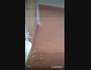 【TikTok】ハリネズミまとめてみた5【総集編】