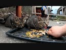 食事中、頭の上に手を乗せる野良猫
