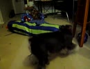 犬（ミニチュアシュナウザー）ｖｓ猫その12