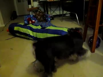 犬（ミニチュアシュナウザー）ｖｓ猫その12