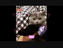 [爆笑]猫のリアクション