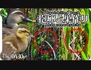 0430B【カルガモ抱卵と巣作り】親子の子育てモズ雛鳥。猛禽類ツミ。雀 目白 鶺鴒の捕食。カルガモ親子から一年…今年はどうだ？  鶴見川水系恩田川の野鳥　#身近な生き物語 #カルガモ #モズ