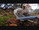 森で出会った野良猫にねこじゃすりを使ってナデナデしたら喜んでくれた