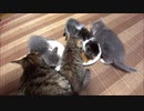 餌を取り合う子gatoその1