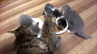 餌を取り合う子gatoその1