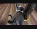 餌を取り合う子gatoその2