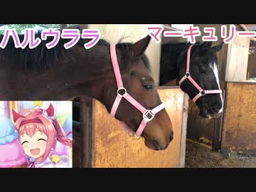 【続編】ハルウララがニンジンを「うみゃあ！」する動画　2021/04