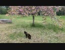2021/05/03放送【31日目 仙台　三神峯公園　あずにゃんぽ（猫散歩）】猫と車中泊　日本縦断　サイコロの旅　北海道にたどり着けるか？【旅猫あずき～保護猫から旅猫へ～】