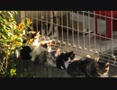 風に聞け２１０５０３　12 Grams - TrackTribe