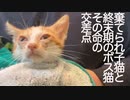 嫁入り前の子猫と終末期のボス猫、その命の交差点