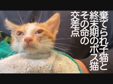 嫁入り前の子猫と終末期のボス猫、その命の交差点