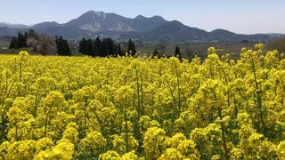 春色の風が吹く頃に