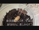 [眠眠打破で]タランチュラ飼育日記その１７３[乗り切れ繁忙期]
