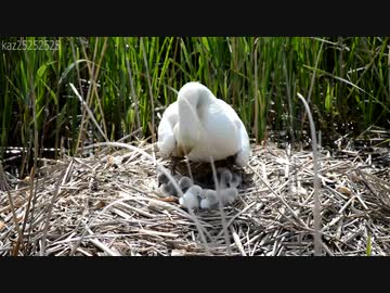 コブハクチョウの雛