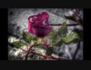 【Ai_MERROW,NAKUMO】たんたか