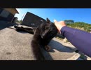 猫島で一匹の野良猫に出会ってモフったらワラワラと別の猫が出てきたｗ