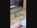 お家探検隊(shorts)みらい
