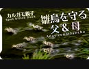 子と妻を守る父　カルガモ親子