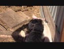 犬（ミニチュアシュナウザー）ｖｓブタその２