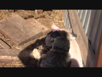 犬（ミニチュアシュナウザー）ｖｓブタその２
