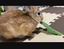 うさぎのASMR？　小松菜編