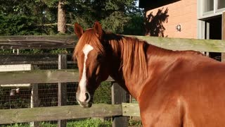 ステイゴールドと見る金色に輝くお眠なオルフェーヴル