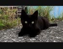 黒子猫のドングリ目『時折チックタックする動きが可愛い』