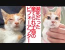 棄てられ子猫、子猫教室卒業のとき