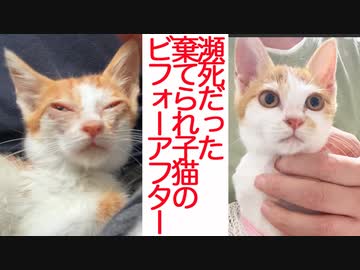 棄てられ子猫、子猫教室卒業のとき
