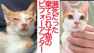 棄てられ子猫、子猫教室卒業のとき